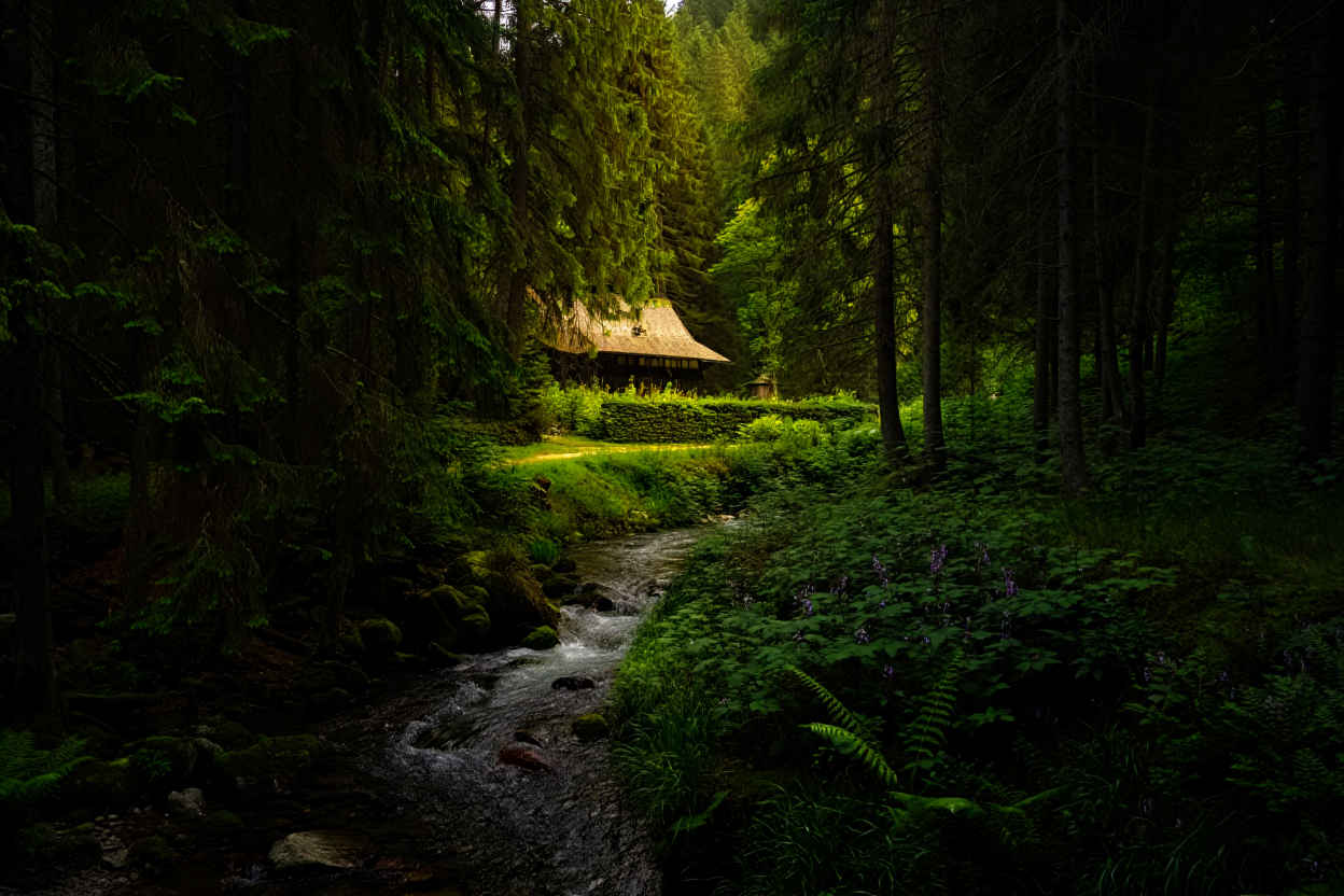 Dichter Schwarzwald mit dunklen Tannenwäldern, klaren Bächen und typischen Schwarzwaldhäusern
